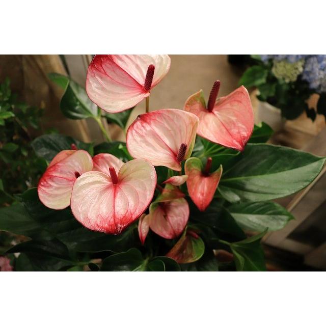 １８ New アンスリウム その他観葉植物 ミスティーク７号ラッピング込 18ansmisuthi Kuty27 森農園ネットショップ 通販 Yahoo ショッピング