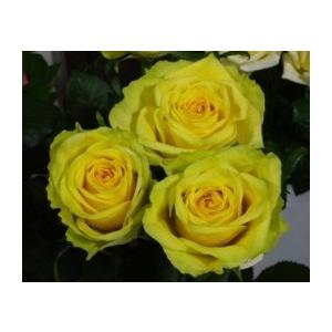 １８ New バラ苗 切り花品種接ぎ木 フリースタイル２ ３号 購入前に下記の重大なコツなどを読んでください 69 Off