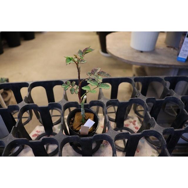 バラ苗 フリースタイル4号 今井清作出 切り花品種接ぎ木（植え替えず