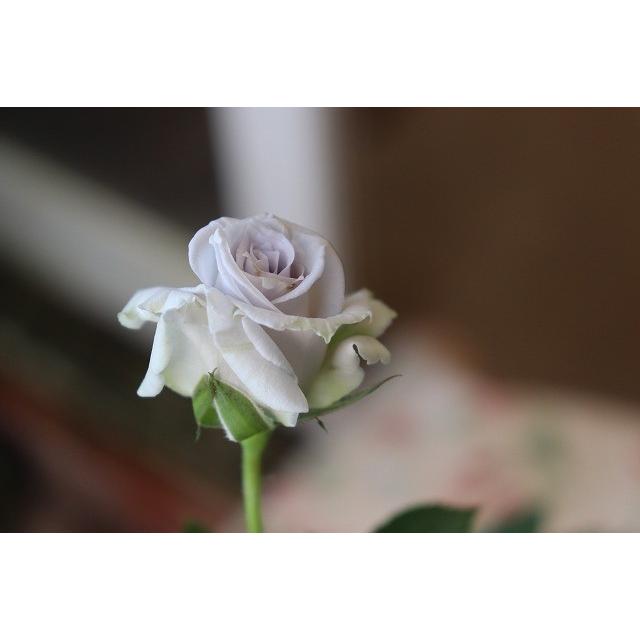 バラ苗 グランブルー4号 今井清作出 切り花品種接ぎ木(植え バラ苗 グランブルー4号 今井清作出 切り花品種接ぎ木(植え