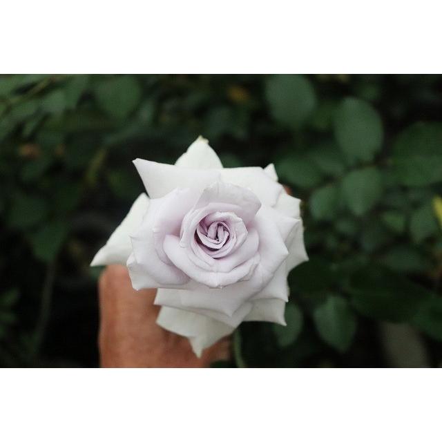 バラ苗 グランブルー4号 今井清作出 切り花品種接ぎ木(植え バラ苗 グランブルー4号 今井清作出 切り花品種接ぎ木(植え