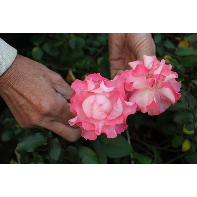 バラ苗 スプレー咲 ウェーブナギ4号 今井清作出 切り花品種接ぎ木