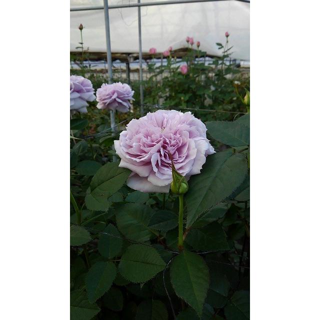 バラ苗 強香 リパルティール（KN29-70パープル）4号 今井清作出