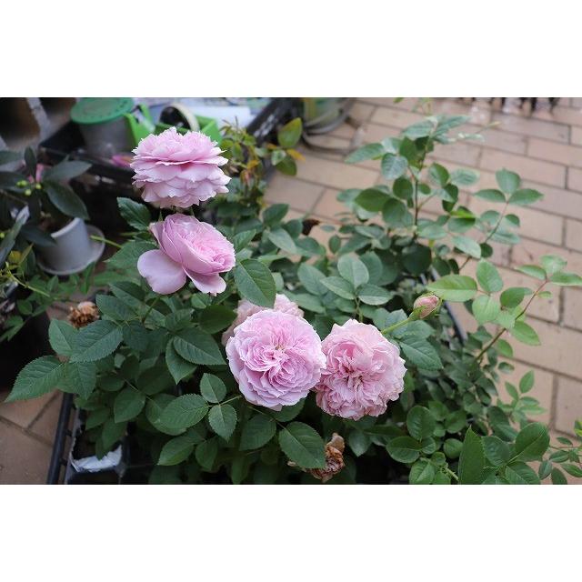 バラ花苗　切り花品種　和薔薇　ひらり　蕾あり　接ぎ木苗 バラ花苗 切り花品種 和薔薇 ひらり 蕾あり 接ぎ木苗 バラ花苗