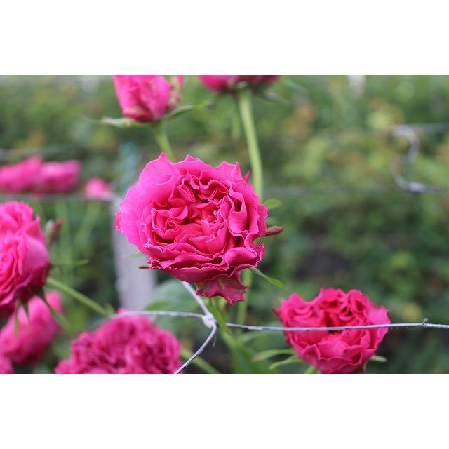 １８ New バラ苗 切り花品種接ぎ木 ナギサウェーブ２ ３号 購入前に下記の重大なコツなどを読んでください 18baraimainagisauli Gv 森農園ネットショップ 通販 Yahoo ショッピング