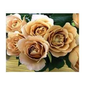 バラ接ぎ木苗　超希少切り花品種　カラホ バラ接ぎ木苗 超 切り花品種 カラホ傷や汚れあり THEOGRAPHY_ORG