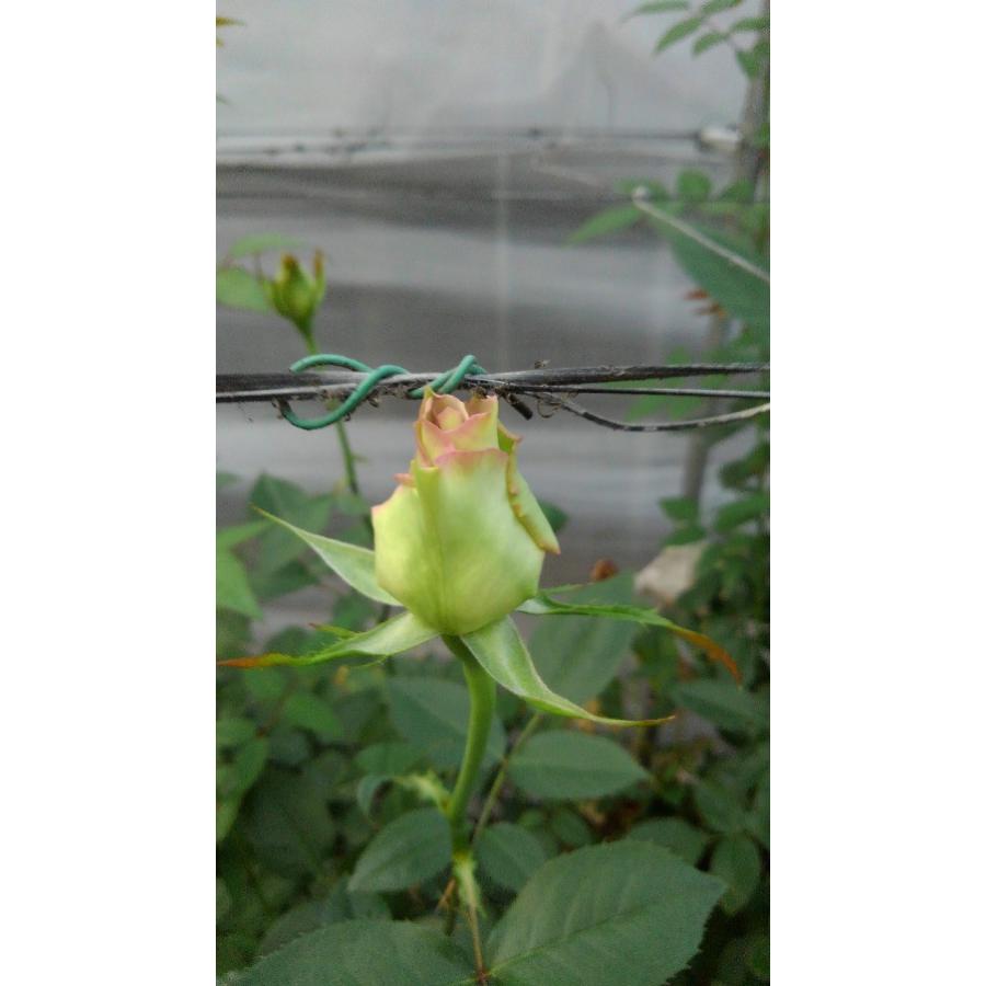 バラ苗 サザンクロス4号 今井清作出 切り花品種接ぎ木（植え替えず