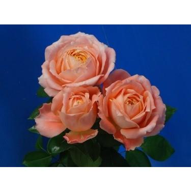 １８ ｎｅｗ バラ苗 切り花品種接ぎ木 シャンスファンデーション２ ３号 購入前に下記の重大なコツなどを読んでください 18baraimaishansufande Cx62 森農園ネットショップ 通販 Yahoo ショッピング