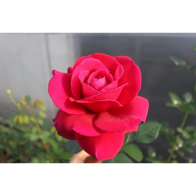 バラ苗 強香 ヴィタリッティー4号 今井ナーセリー 切り花品種接ぎ木