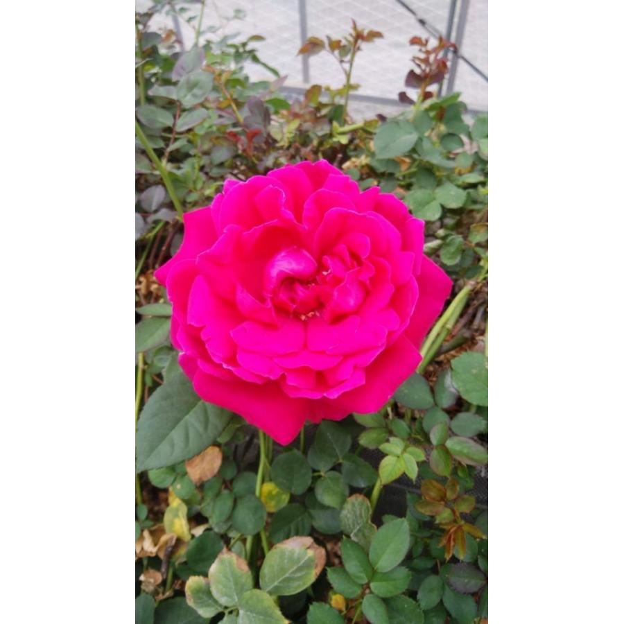 バラ苗 強香 ヴィタリッティー4号 今井ナーセリー 切り花品種接ぎ木