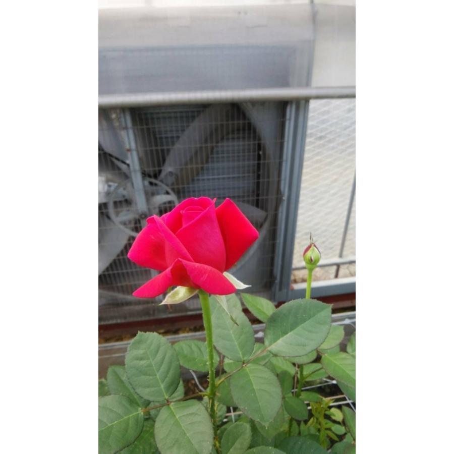 バラ苗 強香 ヴィタリッティー4号 今井ナーセリー 切り花品種接ぎ木