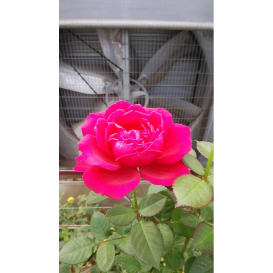 バラ苗 強香 ヴィタリッティー4号 今井ナーセリー 切り花品種接ぎ木