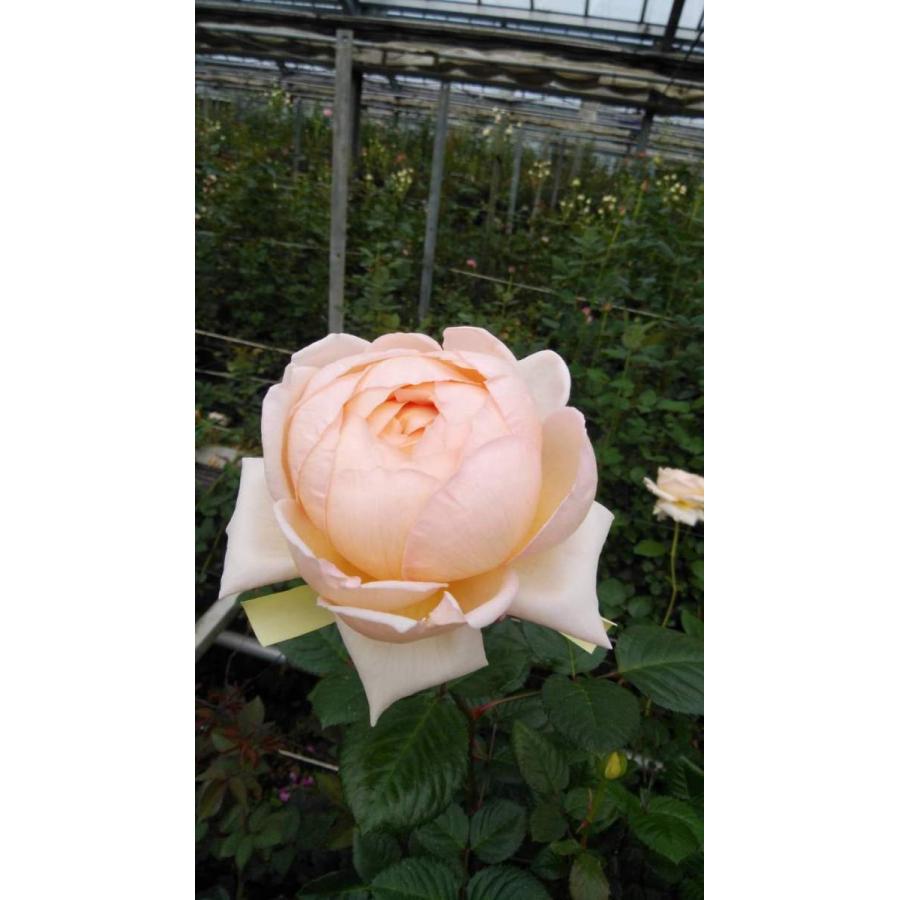 バラ苗 強香 ニーナドレス4号 今井ナーセリー 切り花品種接ぎ木（植え