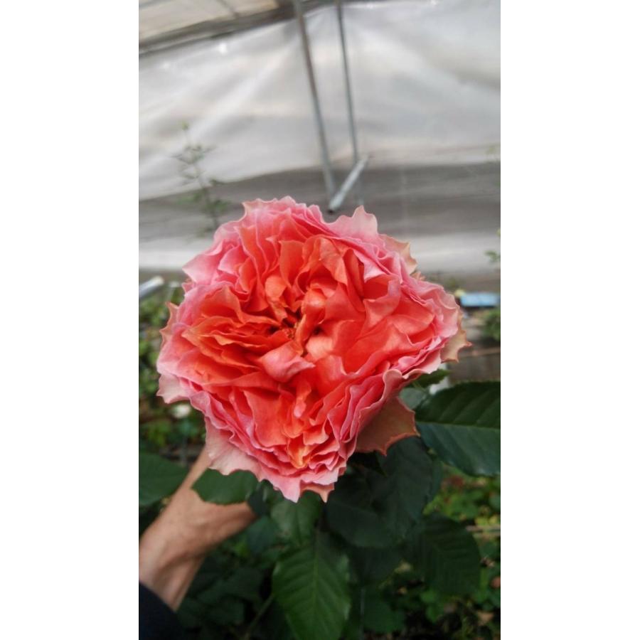 バラ苗 薔薇 さし木苗 イヴ系 切花品種 ネコポス バラ苗 薔薇 さし木苗