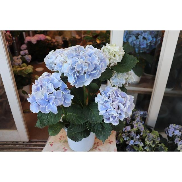 ☀️アジサイ ☀️予約品【フラウシリーズ5品種】5寸鉢植え