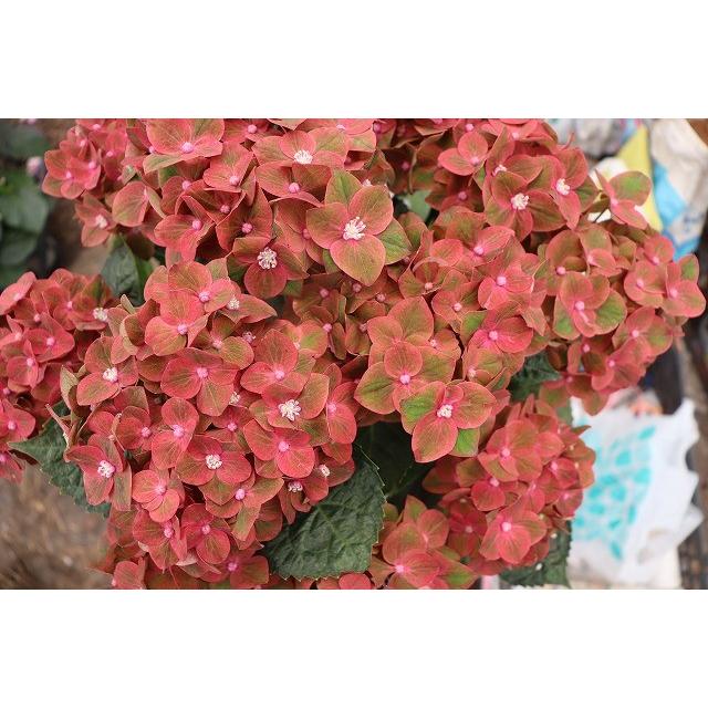 １９ アジサイ クレオパトラ グリーンレッド ５号鉢 19ajikureopatorayb05 森農園ネットショップ 通販 Yahoo ショッピング