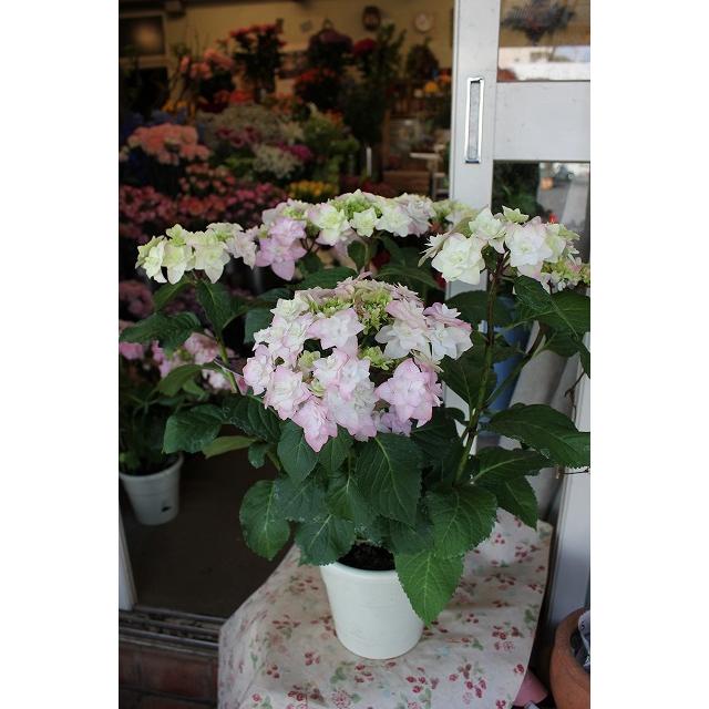 アジサイ 苗 鉢花 紫陽花 開花株 ５ ３ 火 ５ ７ 土 期間発送不可商品 お買い得品 シャンデリアピンク６号底面給水鉢 ２２ 19ajishanderivp96 森農園ネットショップ 通販 Yahoo ショッピング