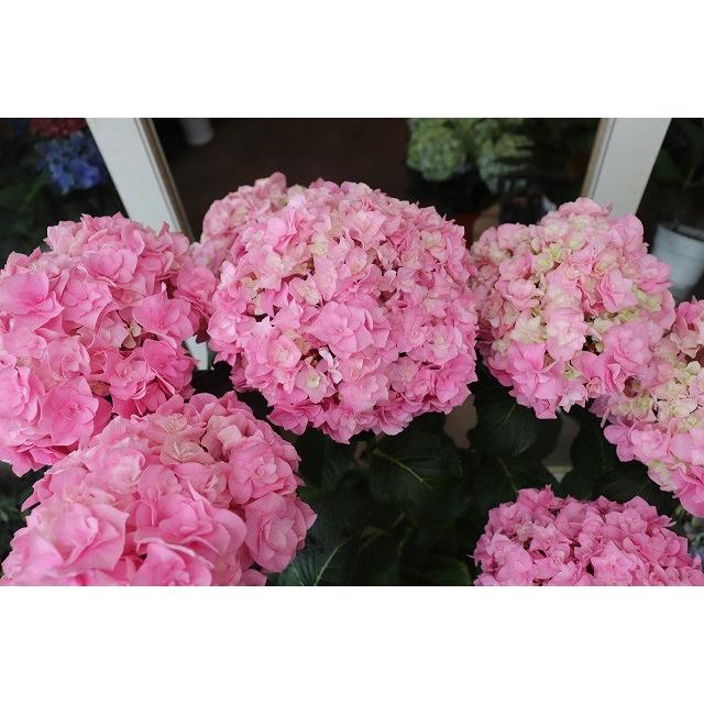 １９ New アジサイ つばさピンク 翼 ５号鉢 19ajitubasaphi85 森農園ネットショップ 通販 Yahoo ショッピング