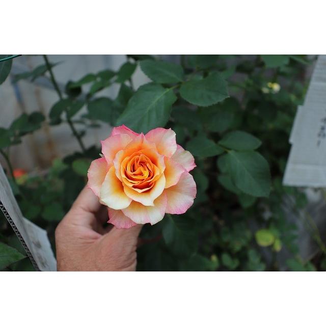 バラ苗 絞りが出なくても返品交換不可 SPアマンゼブラ4号 今井清作出