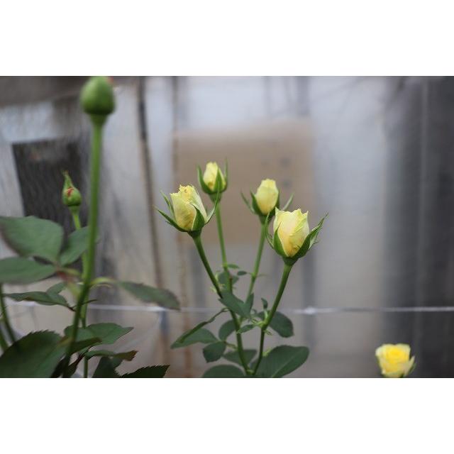 バラ苗 絞りが出なくても返品交換不可 SPアマンゼブラ4号 今井清作出