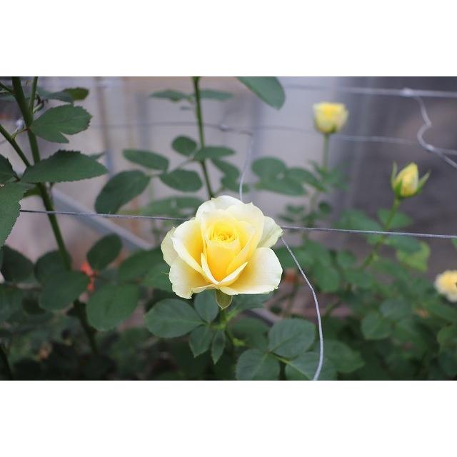 バラ苗 絞りが出なくても返品交換不可 SPアマンゼブラ4号 今井清作出