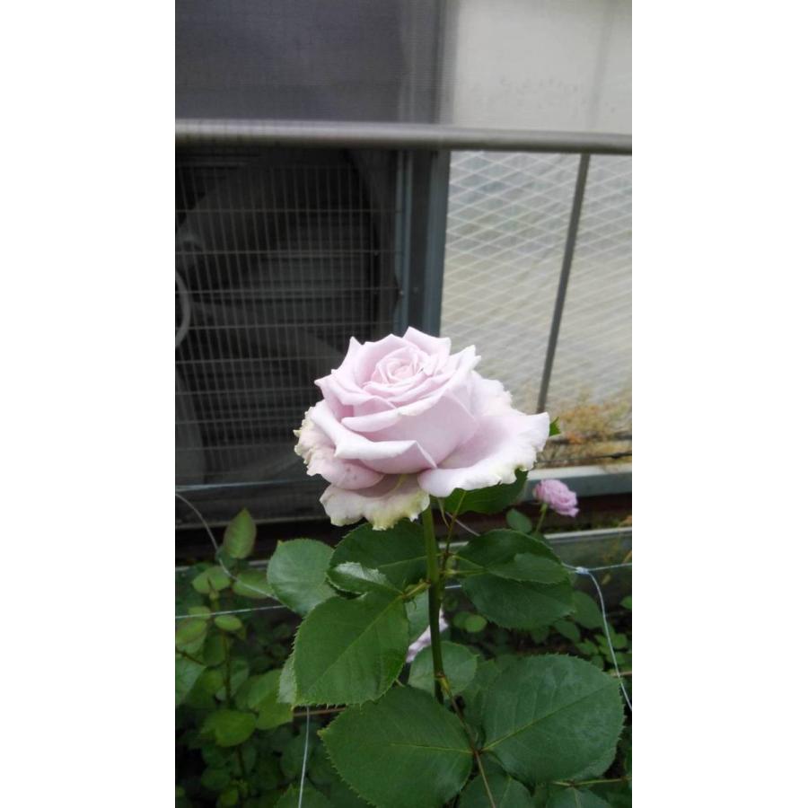 バラ苗 ブルーストーリー4号 今井ナーセリー 切り花品種接ぎ木（植え
