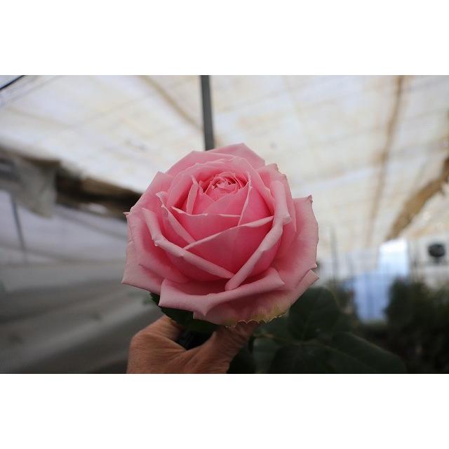 １９ New 強香 バラ苗 切り花品種接ぎ木 ローズテーク ドヌーベルローブ ２ ３号 購入前に下記の重大なコツなどを読んでください 19baraimaidonu Beruro0bm52 森農園ネットショップ 通販 Yahoo ショッピング