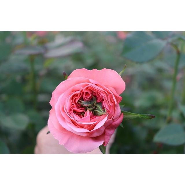 バラ苗 グリーンアイ系 kn26−20 4号 今井ナーセリー 切り花