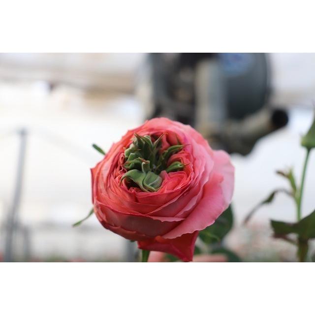 「丸アイ」切り花品種バラ苗　レアバラ 　2点 切り花品種バラ苗 レアバラ Tinkerbel♡ Rose