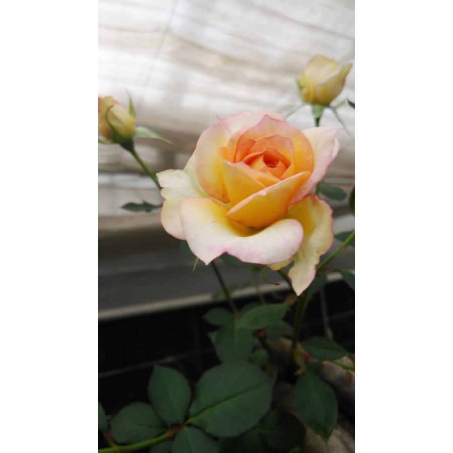 １９ New バラ苗 切り花品種接ぎ木 ｓｐ Kn２８ １１ ２ ３号 購入前に下記の重大なコツなどを読んでください 19baraimaikn28 11hj42 森農園ネットショップ 通販 Yahoo ショッピング