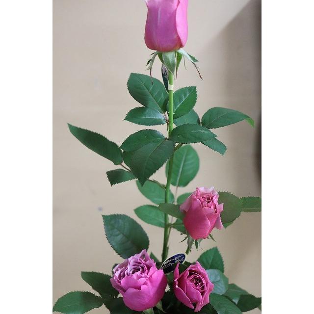 １９ New バラ苗 切り花品種接ぎ木 Kn２９ １２２パープルブラウン２ ３号 19baraimaikn29 122lk52 森農園ネットショップ 通販 Yahoo ショッピング