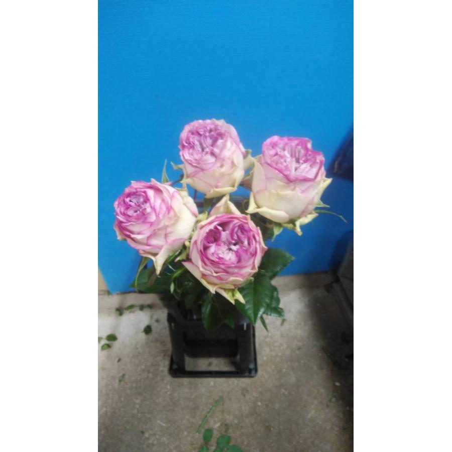 19 New バラ苗 切り花品種接ぎ木 Kn２９ ２４８ 2 3号 購入前に下記の重大なコツなどを読んでください 19baraimaikn29 248 森農園ネットショップ 通販 Yahoo ショッピング