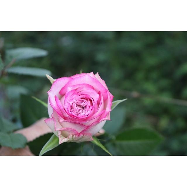 バラ苗 クレドプリエール(kn29-248)4号 今井ナーセリー 切り花品種