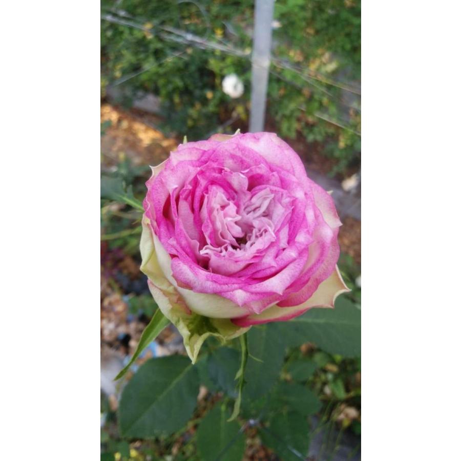 バラ苗 クレドプリエール(kn29-248)4号 今井ナーセリー 切り花品種