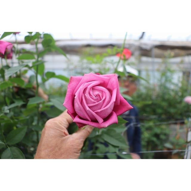 バラ苗 ニュークス（kn29−261パープル）4号 今井清作出 切り花