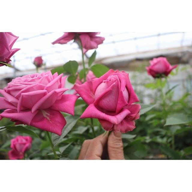 バラ苗 ニュークス（kn29−261パープル）4号 今井清作出 切り花