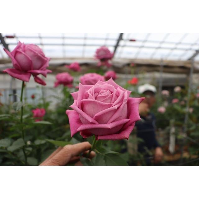 バラ苗 ニュークス（kn29−261パープル）4号 今井清作出 切り花