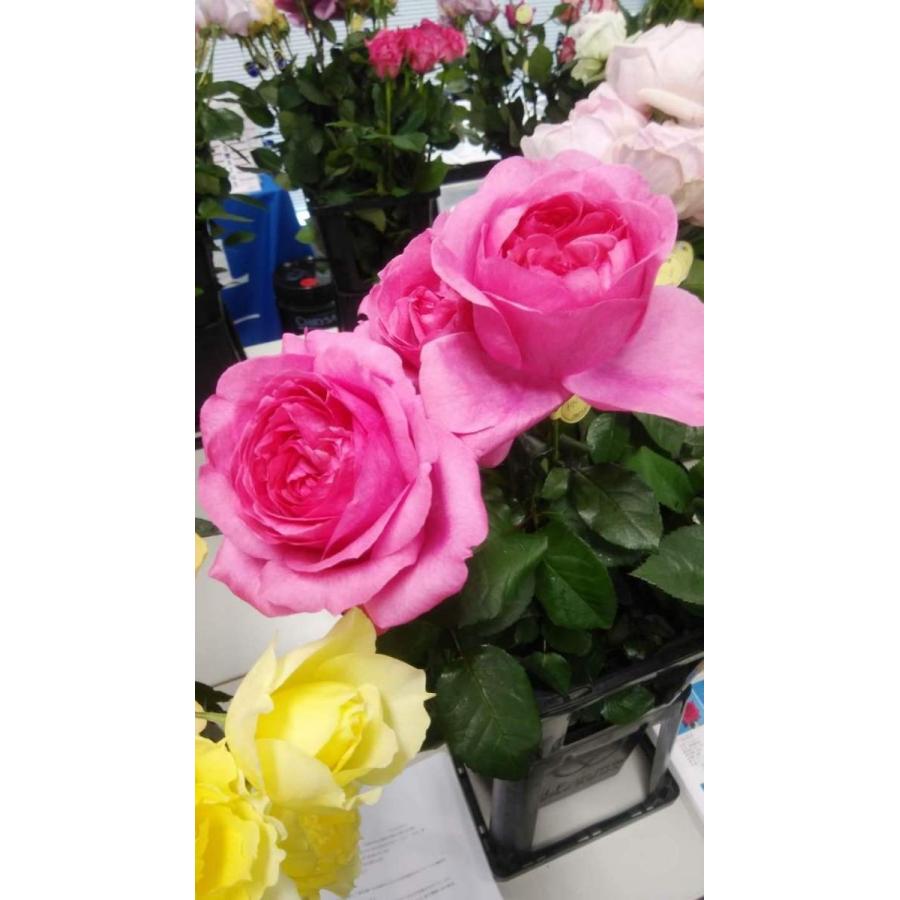 387円 種類豊富な品揃え ２０ New バラ苗切り花品種接ぎ木 ミンテ Spknr１