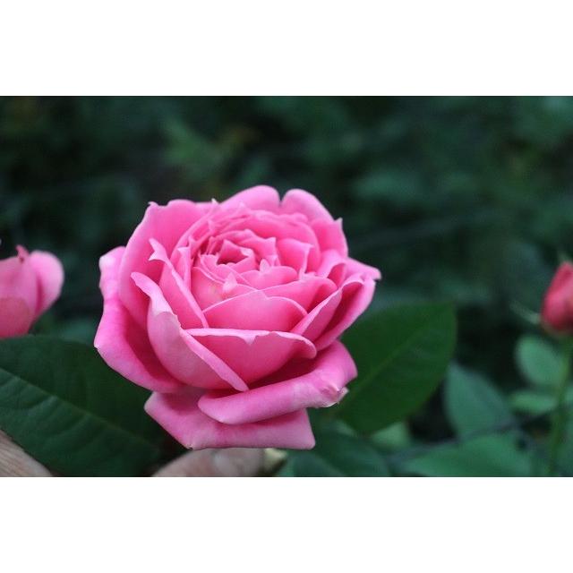 バラ苗 ピリア（kn30-42）4号 今井清作出 切り花品種接ぎ木（植え