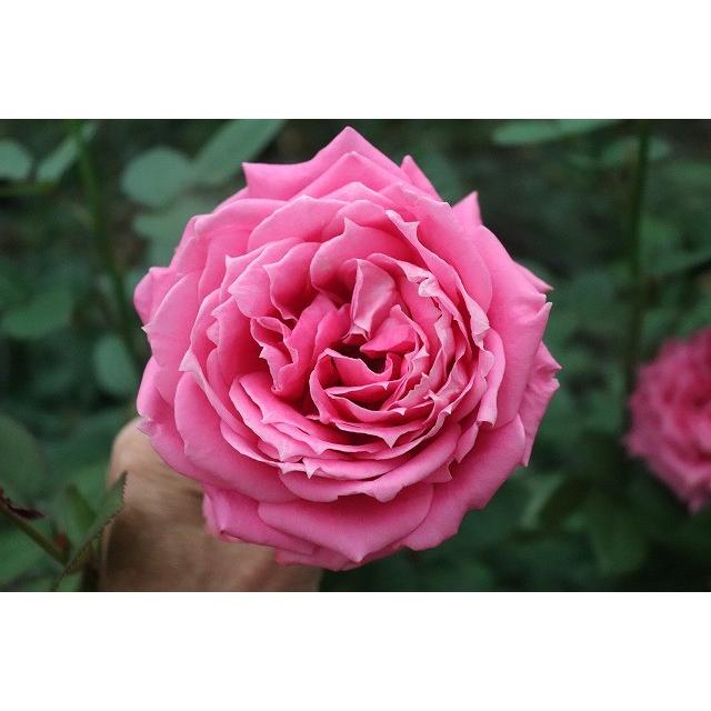 バラ苗 ピリア（kn30-42）4号 今井清作出 切り花品種接ぎ木（植え