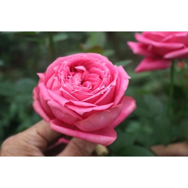 バラ苗 ピリア（kn30-42）4号 今井清作出 切り花品種接ぎ木（植え