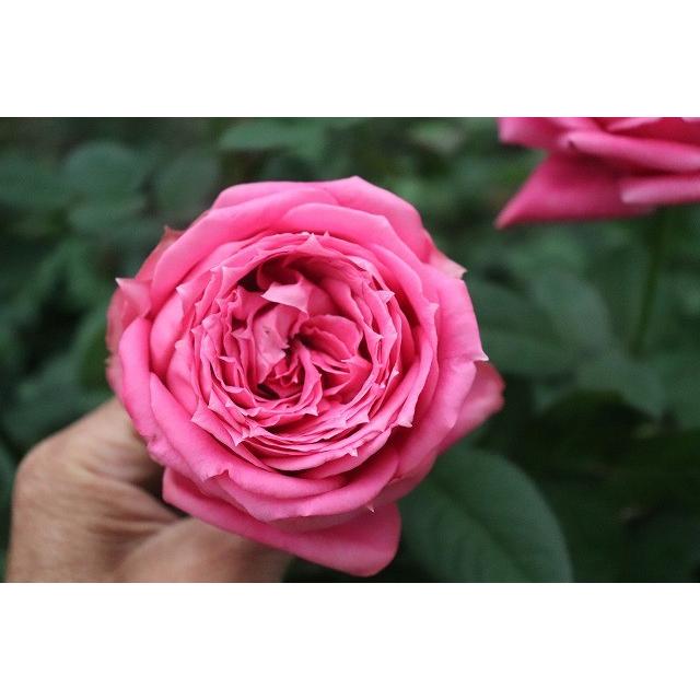 バラ苗 ピリア（kn30-42）4号 今井清作出 切り花品種接ぎ木（植え
