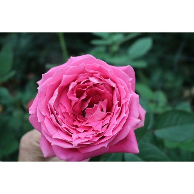 バラ苗 ピリア（kn30-42）4号 今井清作出 切り花品種接ぎ木（植え