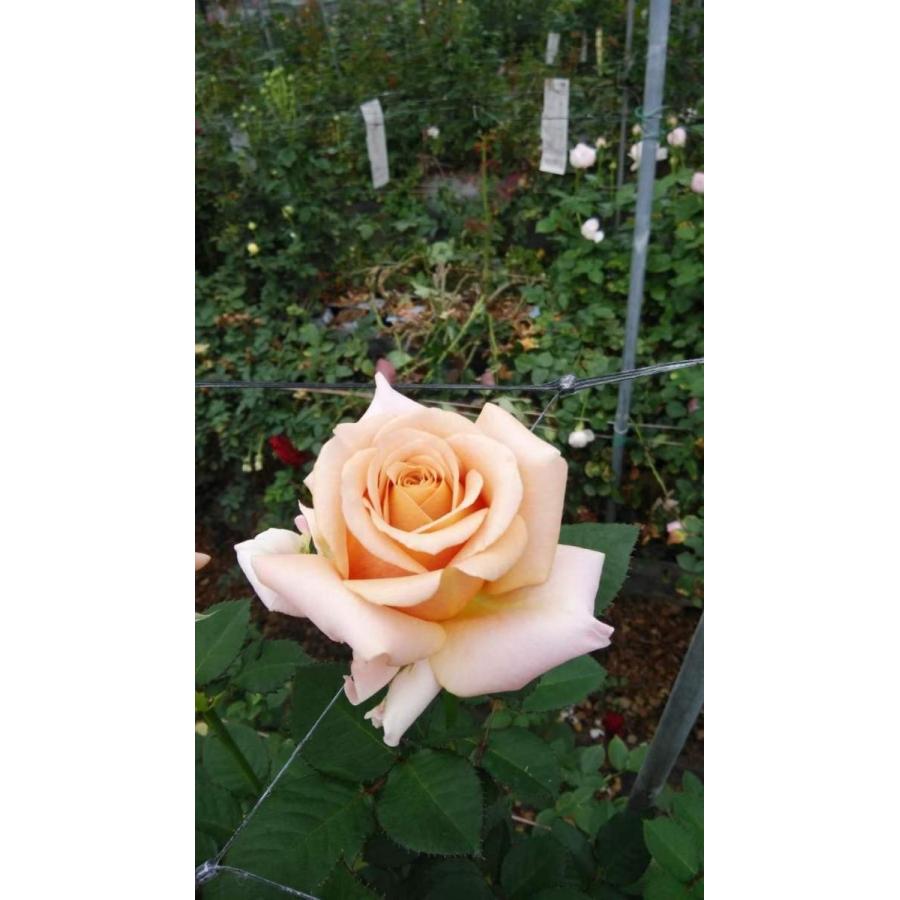 バラ苗 kn30-159 4号 今井清作出 切り花品種接ぎ木（植え替えず