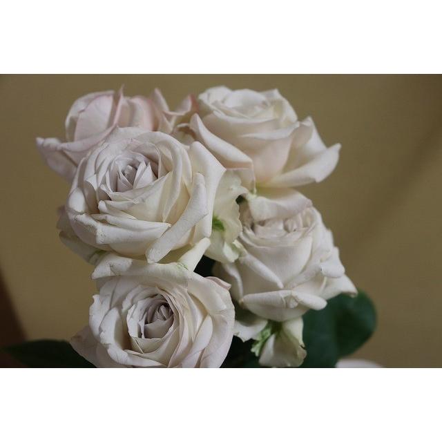 「ぽめきち」 切り花品種バラ苗　レアバラ 　2点 切り花品種バラ苗 レアバラ Tes♡ Rose - メルカリ