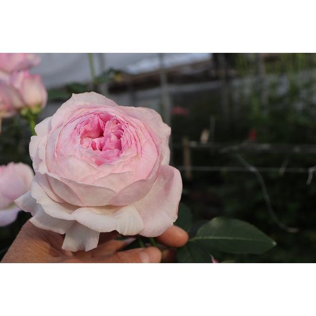 バラ接ぎ木苗　超希少切り花品種　カラホ バラ苗 アブラカタブラ 接木新苗 切り花品種 3号ポット 薔薇 苗