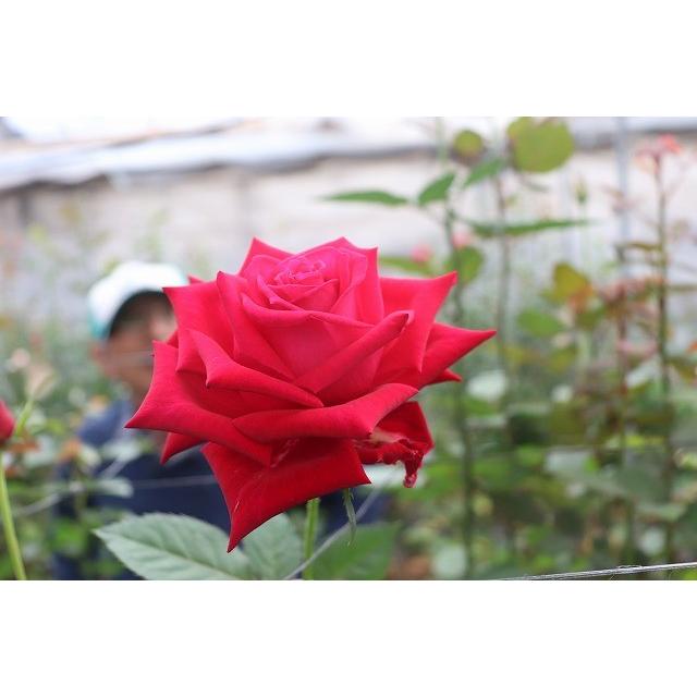 387円 種類豊富な品揃え ２０ New バラ苗切り花品種接ぎ木 ミンテ Spknr１