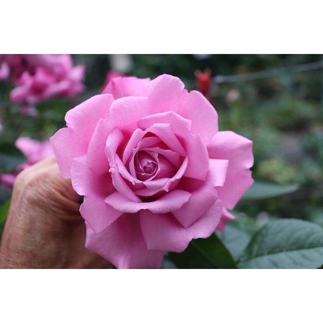 バラ苗 強香 kn30-30パープルピンク4号 今井清作出 切り花品種