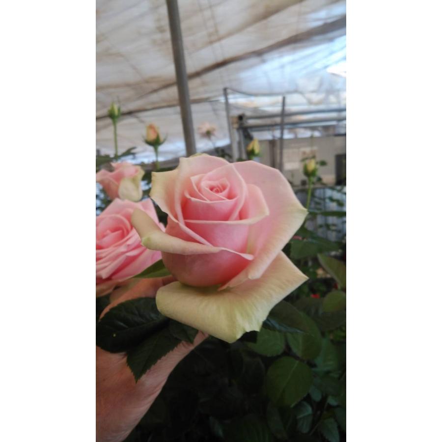 バラ接ぎ木苗　超希少切り花品種　カラホ バラ苗 アブラカタブラ 接木新苗 切り花品種 3号ポット 薔薇 苗