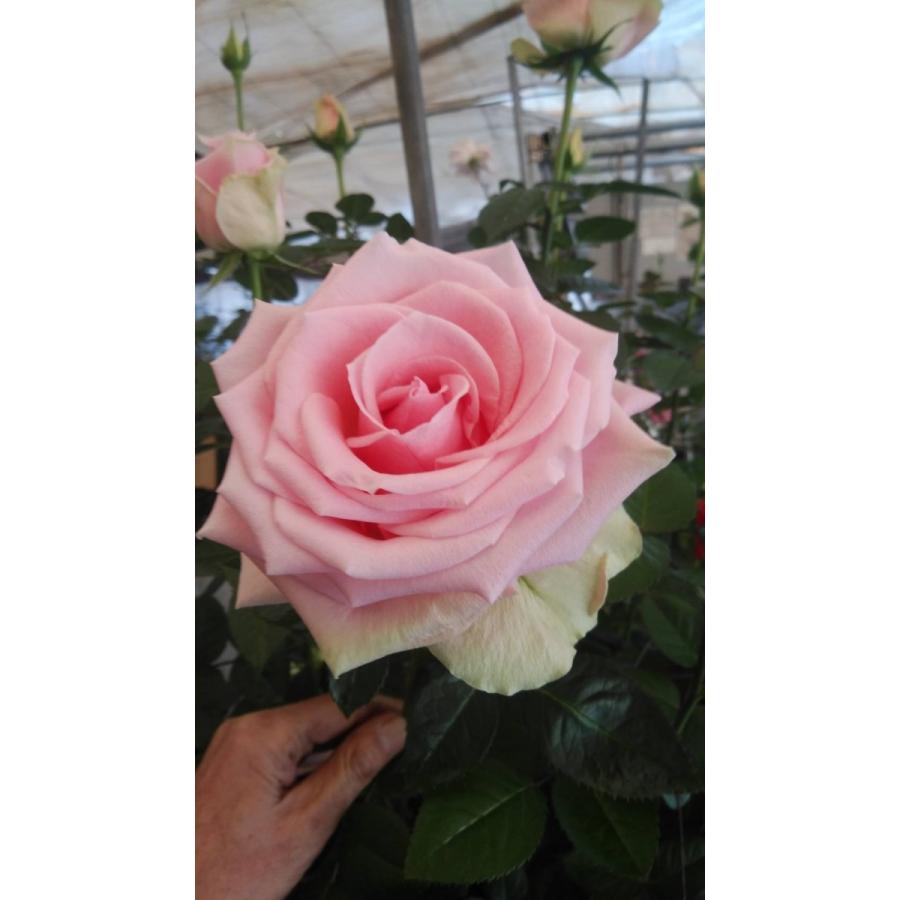 バラ苗 kn30−52 4号 今井清作出 切り花品種接ぎ木（植え替えず